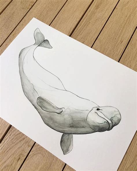 Pin by c p on Belugas | Whale tattoos, Whale drawing, Whale illustration