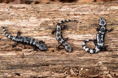 Marbled Salamander | South Carolina Partners in Amphibian and Reptile Conservation