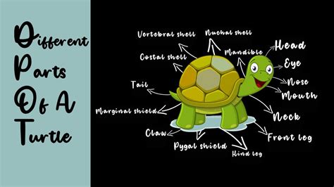 Parts of a Turtle In English Vocabulary | Useful Turtle Anatomy with ...