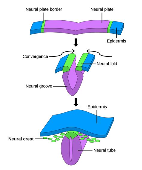 Neural_crest.svg | Medical Science Navigator