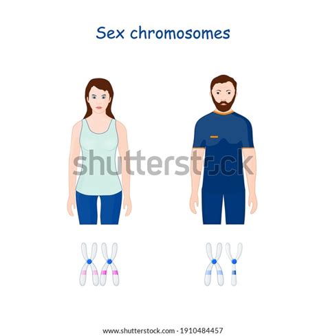 Sex chromosomes (X and Y chromosome). Allosomes. reproduction and human fertilization. In ...