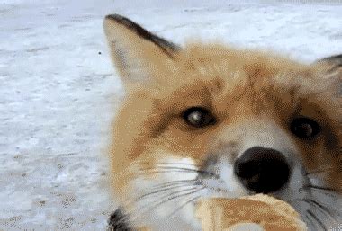 Robin Hood Fox GIF - Find & Share on GIPHY