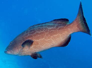 Black Grouper - Mycteroperca bonaci - Groupers - - Caribbean Reefs