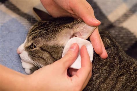 What Is Best Treatment For Ear Mites In Cats