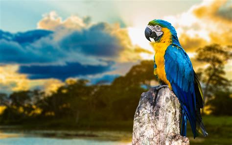 Blue And Yellow Macaw Wallpaper,HD Birds Wallpapers,4k Wallpapers,Images,Backgrounds,Photos and ...