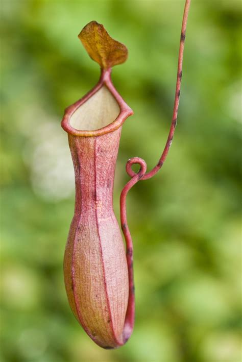 Free photo: Pitcher Plant - Fresh, Garden, Green - Free Download - Jooinn