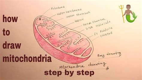 Diagram Of Mitochondrian And Functions Mitochondria Diagram