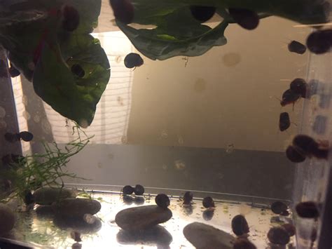 Snails on snails. Breeding tank for puffer snacks. : r/Aquariums