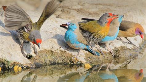 Waxbill | San Diego Zoo Animals & Plants