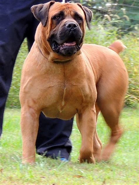 South African Bullmastiff