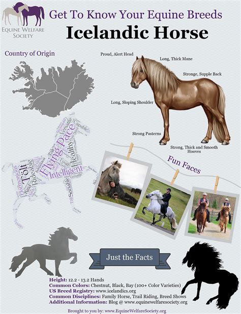 Icelandic Horse: Get to Know Your Equine Breeds