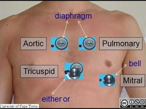 Female Heart Auscultation Stethoscope