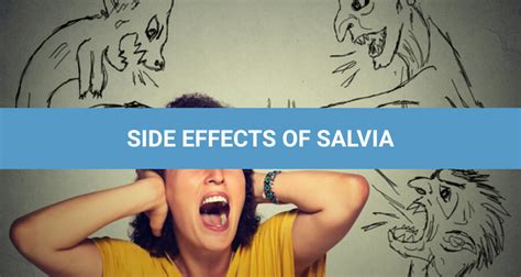 Salvia Effects: The Dangers of Using Salvinorin Plant