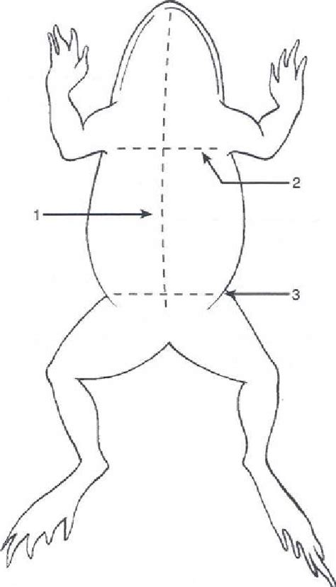 Dissection of the Frog