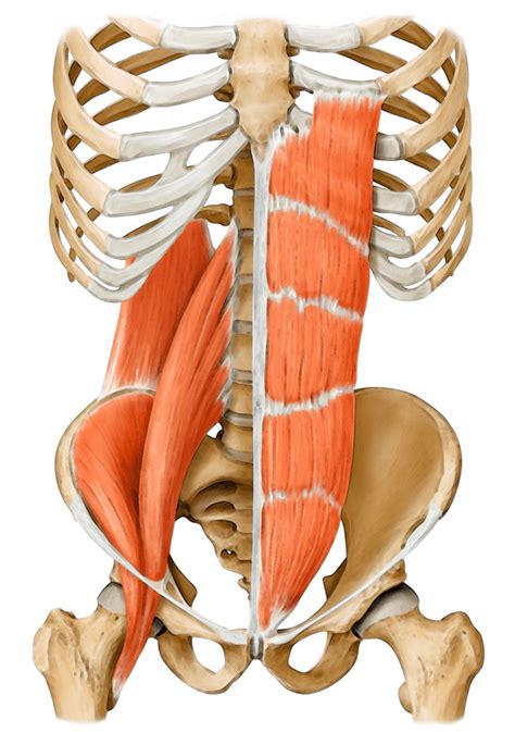 Core Muscles Anatomy