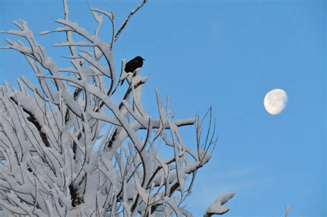 Make Your Garden Welcoming to Winter Birds - Dyck Arboretum