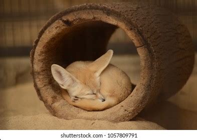 469 Fennec fox sleeping Images, Stock Photos & Vectors | Shutterstock