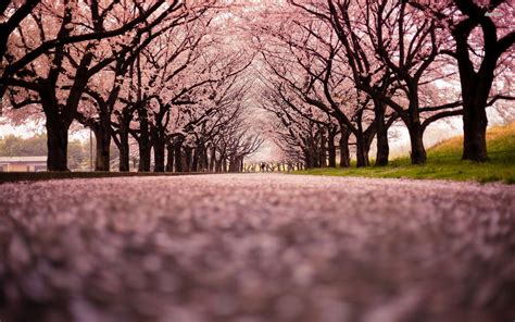 Japanese Sakura Tree Wallpapers - Top Free Japanese Sakura Tree ...