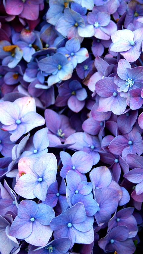 Purple Blue Flower Wallpapers - Wallpaper Cave