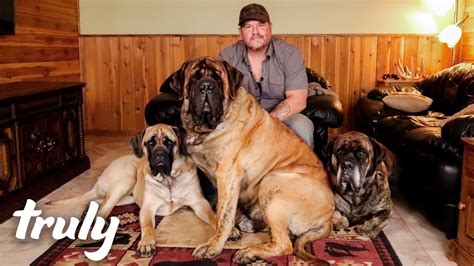 How Much Do Mastiff Dogs Weigh