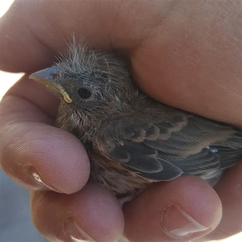 Baby mourning dove fell out of its nest. : r/aww