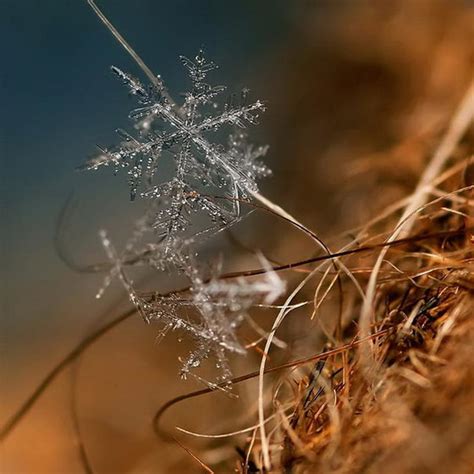 Incredible Snowflake Macro Photography BY Andrew Osokin - Design Swan