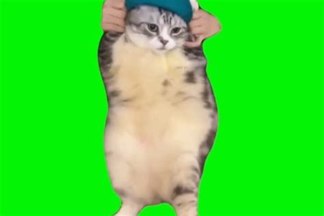 cat dancing video meme template Archives - Video Meme