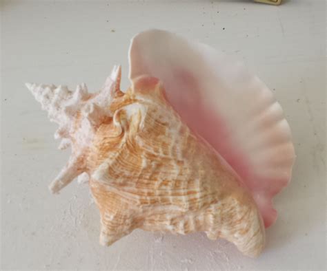 Queen Conch Horn : 4 Steps - Instructables