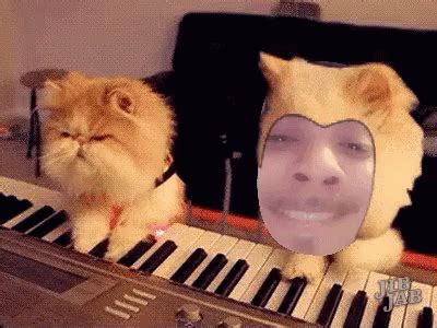 Piano Cat GIF - Piano Cat Playing - Discover & Share GIFs