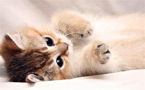 Cute Baby Cat Wallpaper