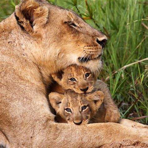 Lion Cubs With Father And Mother