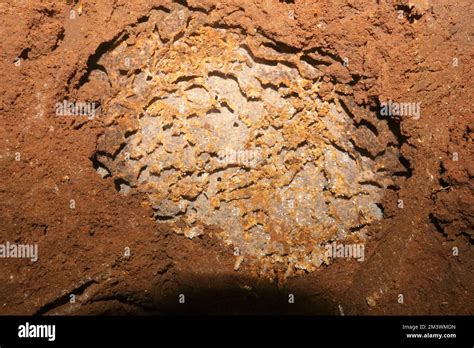 Inside termite mound Stock Photo - Alamy