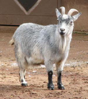 Goat Breeds Pygmy – Goats