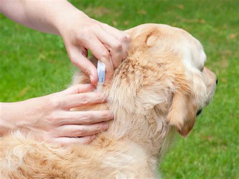 The Parasite Predicament: What You Need to Know About Fleas and Ticks | Harpeth Hills Animal ...