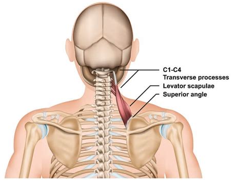 Levator Scapulae - The Definitive Guide | Biology Dictionary