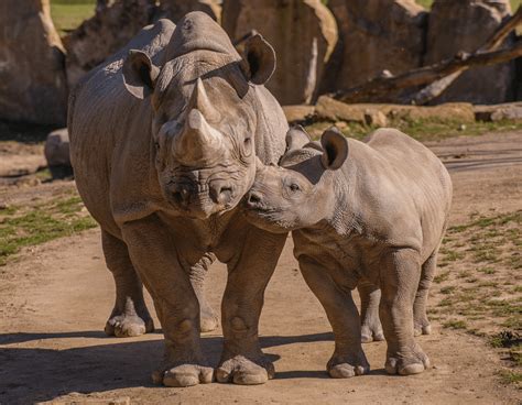 The Little Giants - A Journey Through 7 Fascinating Baby Rhino Facts ...