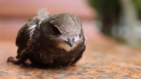 close up of ababil bird, Stock Footage | VideoHive