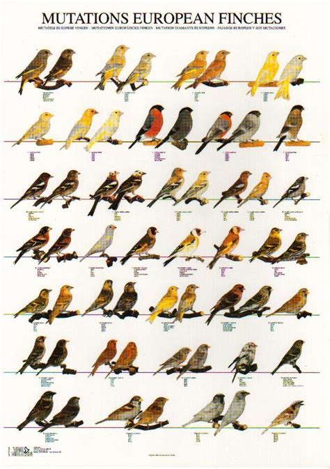 European finches | Bird breeds, Pet birds, Canary birds