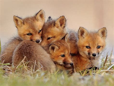 Cute!: Fox cubs!