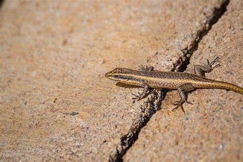 Skink Lizards Spiritual Meaning, Symbolism and Totem