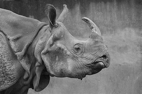 Tags: Animals , opinion , Rhinoceros