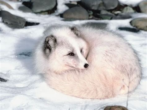 Adaptations Of An Arctic Fox - Behavioral, Structural & Physiological ...