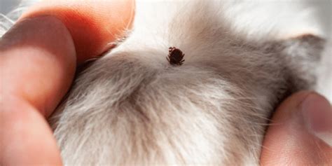 How to Remove a Tick from Your Dog or Cat | Preventive Vet