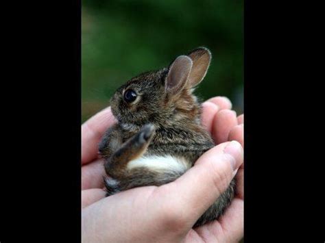 Leporidae - Alchetron, The Free Social Encyclopedia