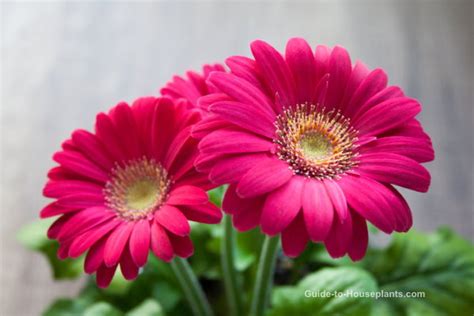 Gerbera Daisy Care: Gerbera jamesonii House Plant