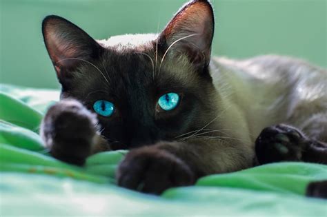 Siamese Cat Facts | ASPCA Pet Health Insurance