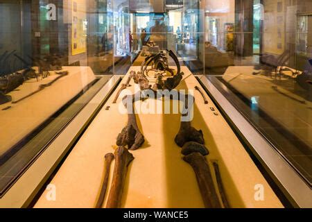 Skeleton of Turkana boy KNM-WT 15000 on display in glass case, Nairobi National Museum, Nairobi ...