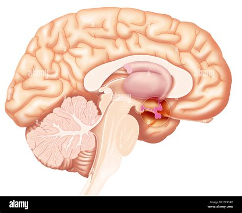 HYPOPHYSIS, DRAWING Stock Photo: 61051534 - Alamy