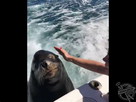 Remarkable Video Shows Tourist Hand Feeding Docile Wild Sea Lion | Media Drum World