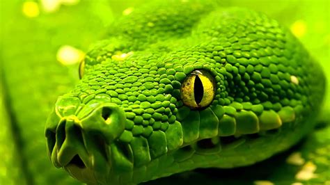 HD wallpaper: animals, green snake, green mamba, black mamba, reptile, animal themes | Wallpaper ...